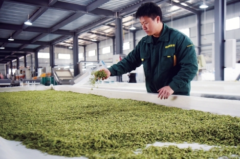 早春茶飄香 品牌齊爭(zhēng)艷——各地茶葉品牌建設(shè)的生動(dòng)實(shí)踐